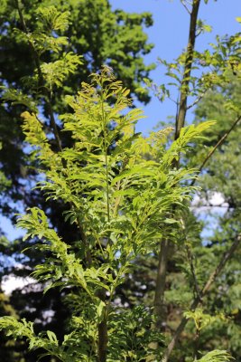 Pterocarya stenoptera 'Fern Leaf' - lapina úzkokřídlá - větev
